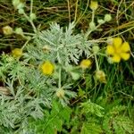 Potentilla argentea Хабит