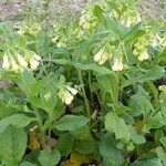 Symphytum tuberosum Συνήθη χαρακτηριστικά