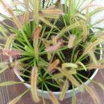 Drosera capensis Blad