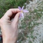 Colchicum filifolium Květ