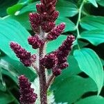 Astilbe japonica Lorea