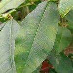 Allamanda schottii Leaf