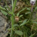 Chaenorhinum minus Leaf