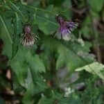 Cirsium yuzawae