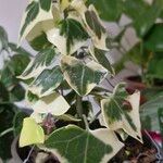 Senecio macroglossus Hoja