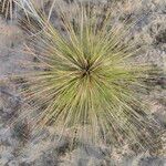 Spinifex littoreus Leaf