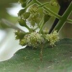 Monimia rotundifolia Цвят