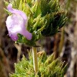 Satureja thymbra Flower