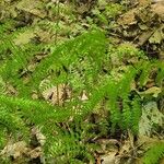 Cystopteris bulbifera Leaf