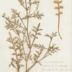 Lepidium squamatum موطن