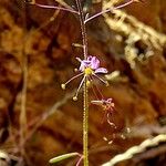 Cleome violacea Flower