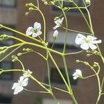 Gypsophila elegans 花
