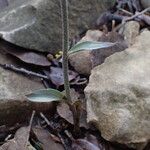 Epipactis microphylla Yaprak