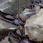 Epipactis microphylla 葉