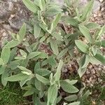 Cistus albidus Leaf