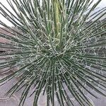 Yucca angustissima Flower