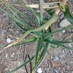 Aloe striatula ᱥᱟᱠᱟᱢ