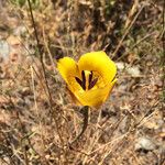 Calochortus clavatus Flower