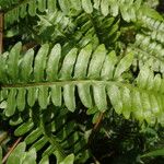 Pteris similis