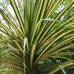 Pandanus tectorius 葉