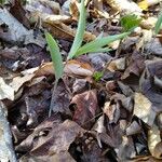 Uvularia sessilifolia Blatt