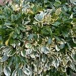 Euonymus fortunei ഇല