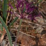 Allium falcifolium Λουλούδι
