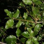 Quercus chrysolepis Yaprak