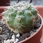 Gymnocalycium baldianum Habit