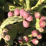 Opuntia dillenii Fruit