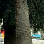 Butia yatay Corteza