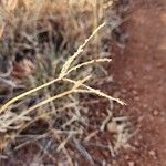 Digitaria macroblephara Fruit