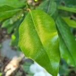 Magnolia virginiana Leht