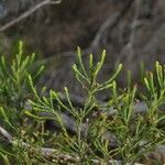 Erica arborescens Leaf