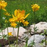 Trollius chinensis Fiore