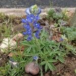 Lupinus texensis Flower