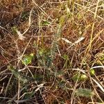 Erica tetralix Leaf