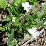 Viola elatior 花