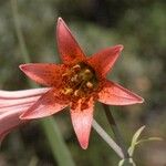 Lilium bolanderi Flower