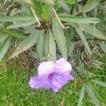 Ruellia geminiflora 花