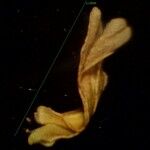 Vulpia unilateralis 形態