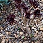 Aeonium arboreum Habit