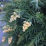 Freylinia lanceolata Flor