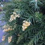 Freylinia lanceolata Flower