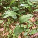 Epipactis helleborine Hostoa