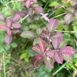 Rubus discolorLehti