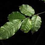 Paramachaerium ormosioides Leaf