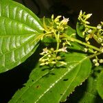 Miconia rubescens List