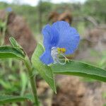 Commelina ensifolia 花