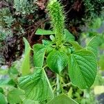 Acalypha polystachya 整株植物